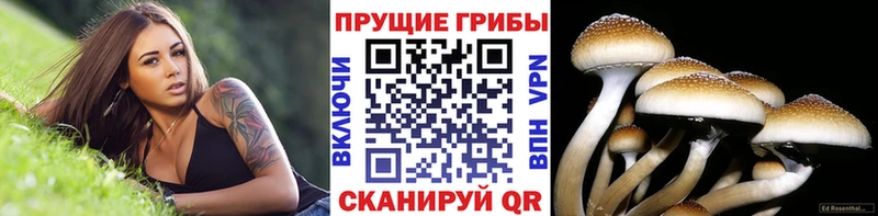 Псилоцибиновые грибы Psilocybine cubensis  mega как войти  Приозерск 